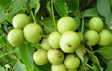 渠縣農(nóng)業(yè)綜合開(kāi)發扶持農(nóng)業(yè)優勢特色産業(yè)規劃（2016-2018年(nián)）