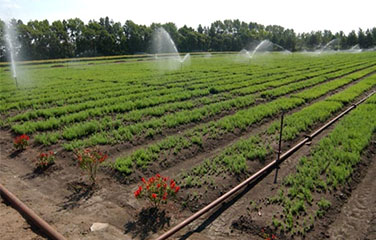 南充市(shì)順慶區(qū)現(xiàn)代農(nóng)業(yè)園區(qū)基礎配套設施建設項目