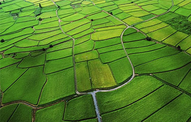 遊仙區(qū)2011-2020年(nián)高(gāo)标準農(nóng)田建設總體(tǐ)方案