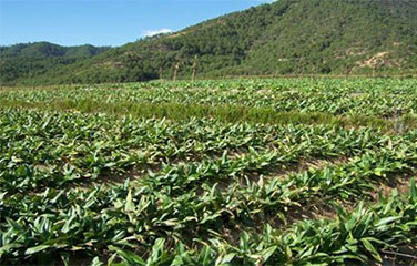 川西(xī)藏區(qū)生(shēng)态保護與建設工(gōng)程2014年(nián)度道(dào)孚縣森林(lín)生(shēng)态系統保